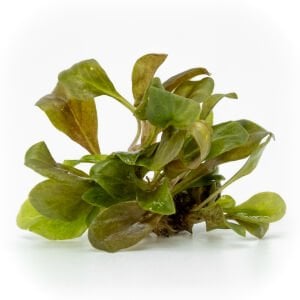 Samolus parviflorus red EXVITRO