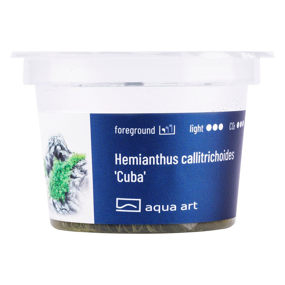 AQUA ART Hemianthus callitrichoides Cuba ÖN SİPARİŞ