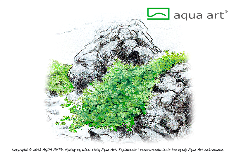 AQUA ART Hemianthus callitrichoides Cuba ÖN SİPARİŞ