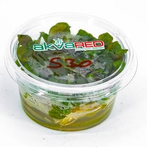 Samolus parviflorus red IN VITRO CUP