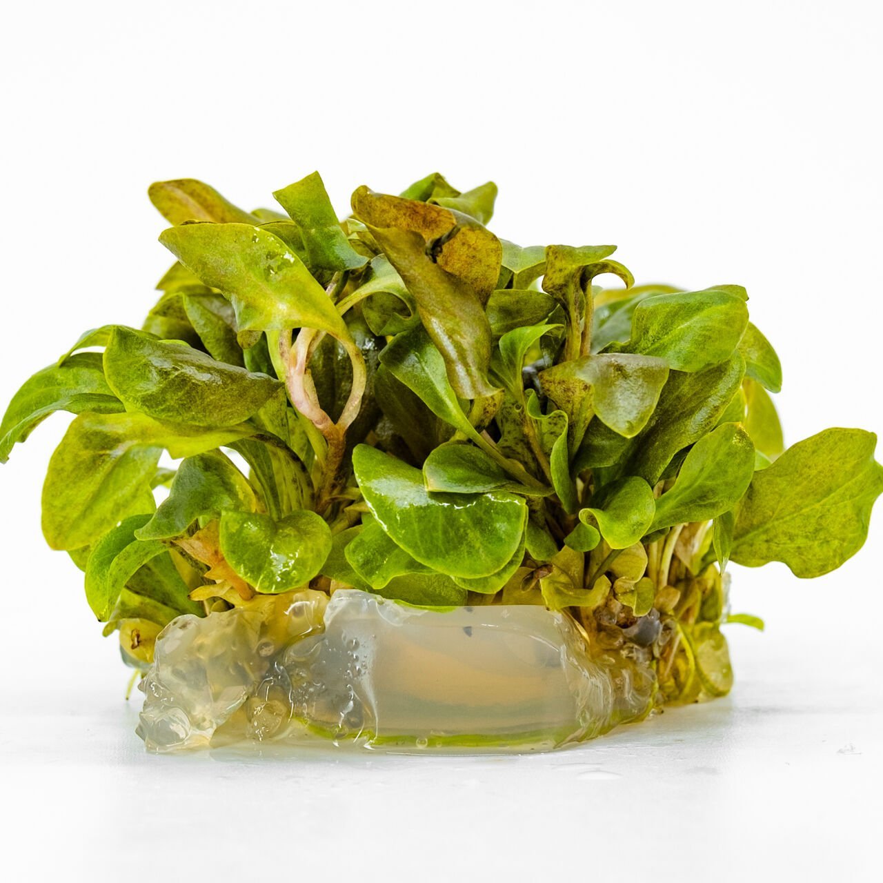 Samolus parviflorus red IN VITRO CUP