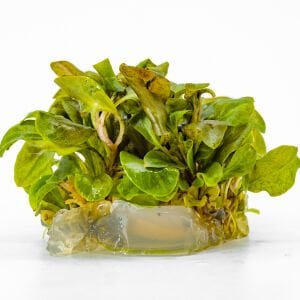 Samolus parviflorus red IN VITRO CUP