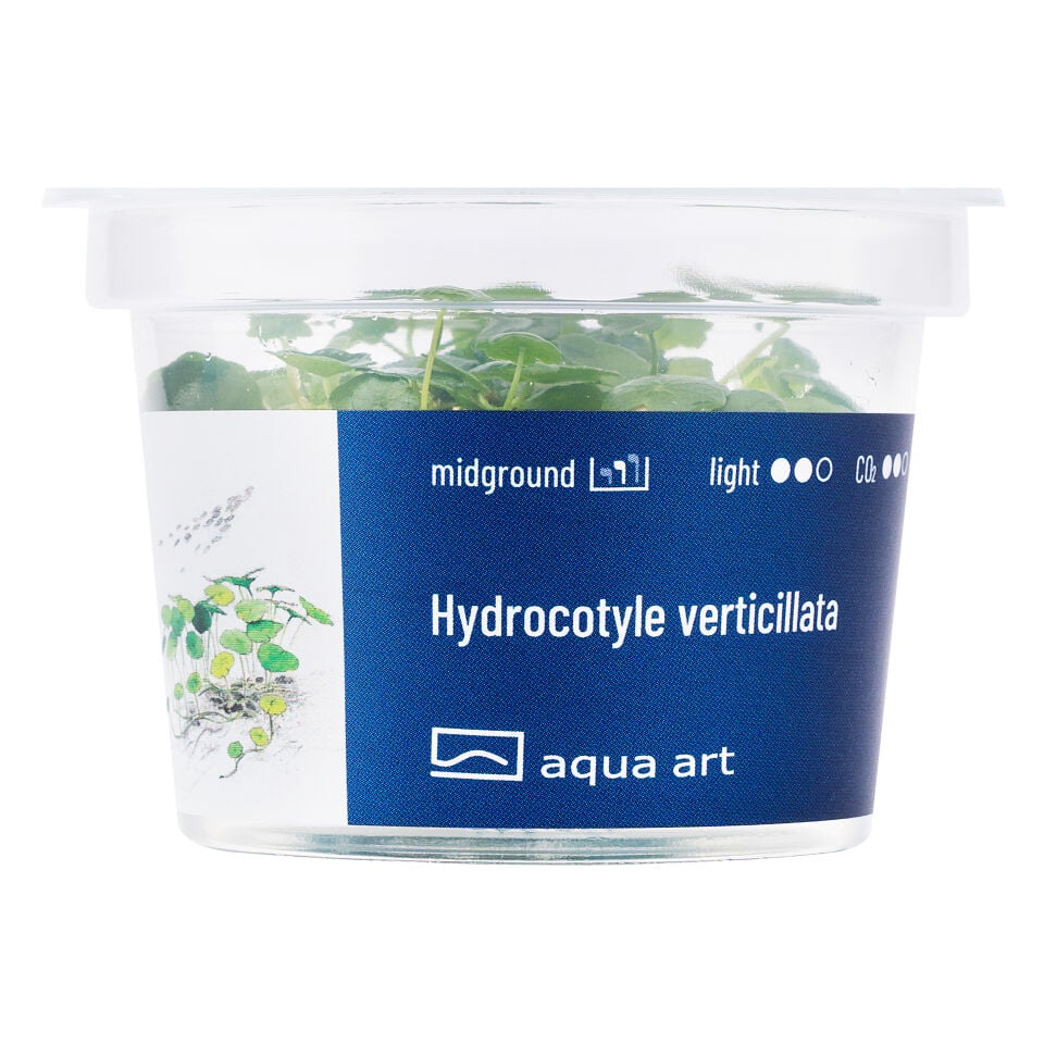 AQUA ART Hydrocotyle verticillata ÖN SİPARİŞ