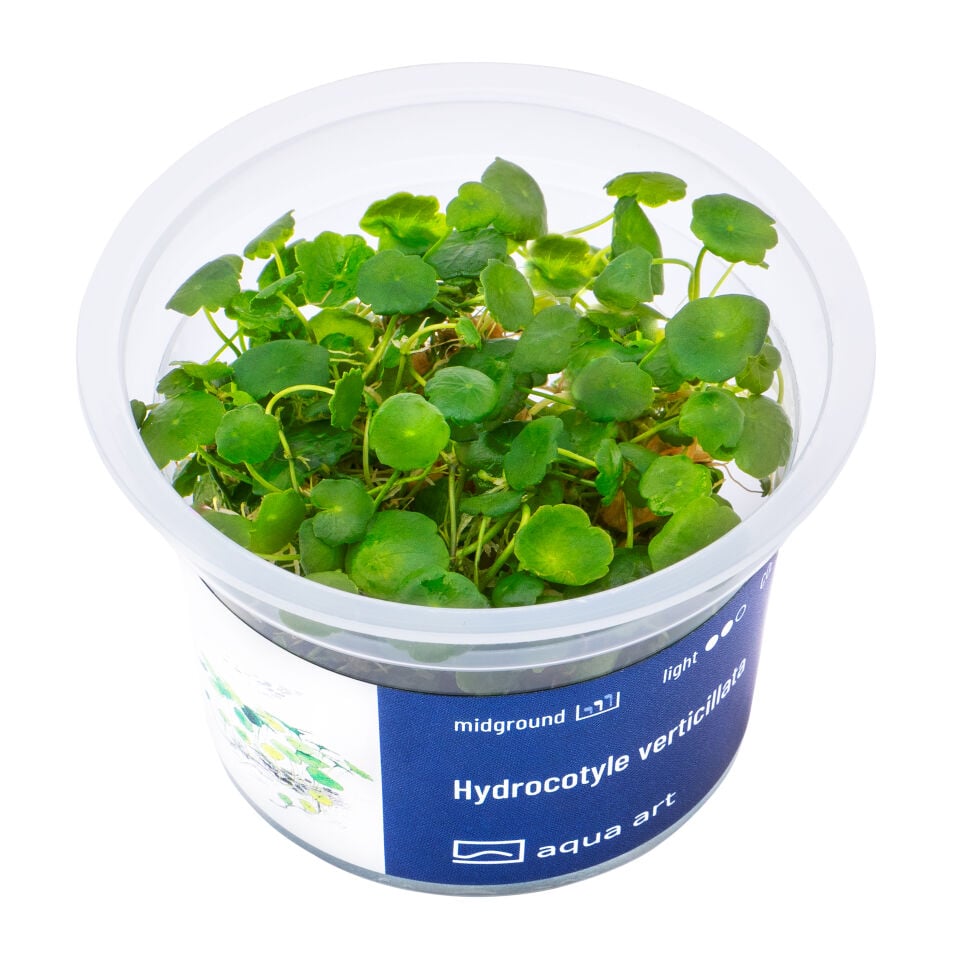 AQUA ART Hydrocotyle verticillata ÖN SİPARİŞ