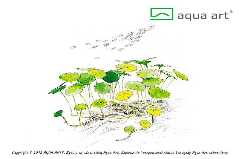 AQUA ART Hydrocotyle verticillata ÖN SİPARİŞ