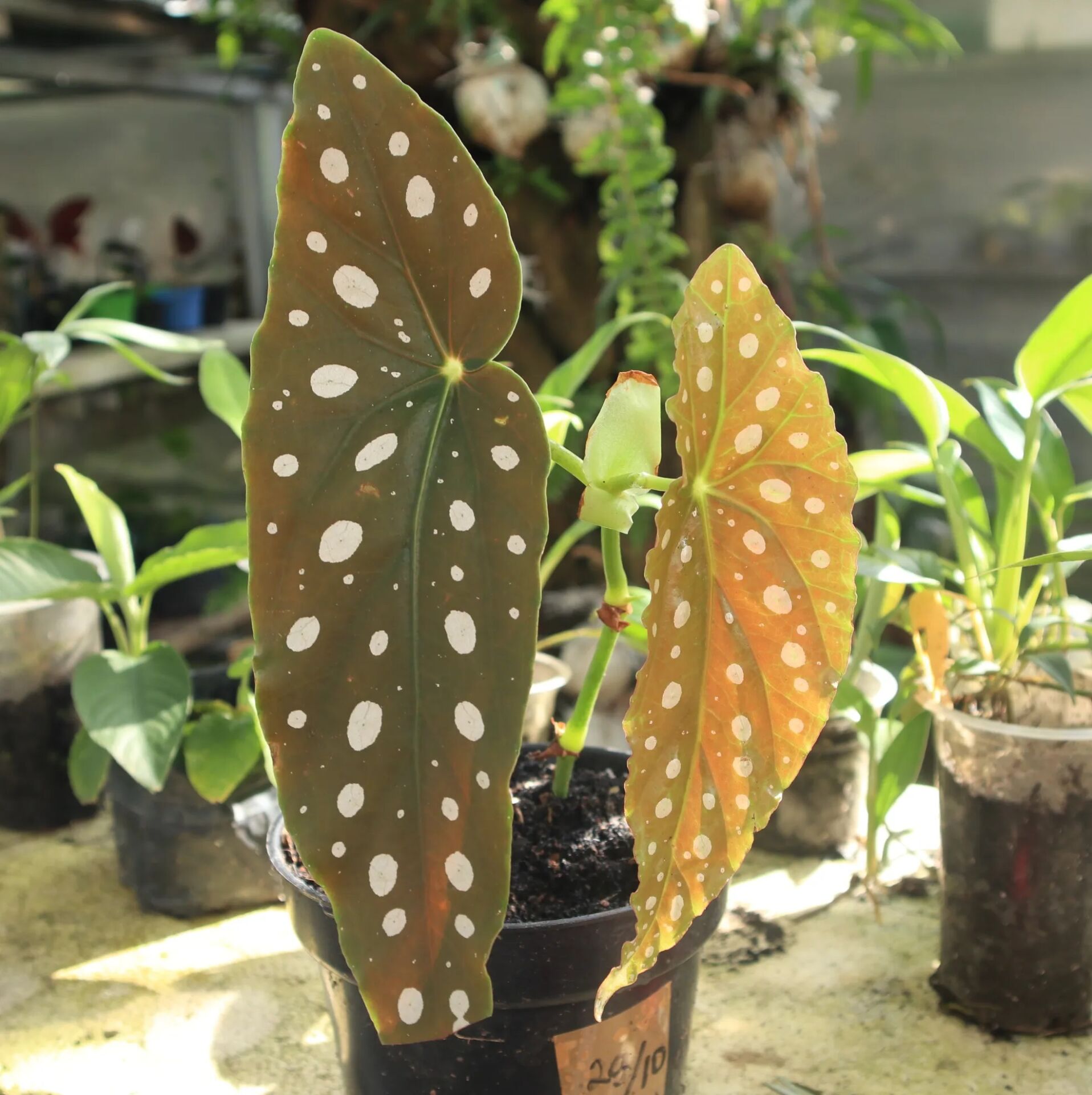 Begonia maculata Raddi. Angel Wings