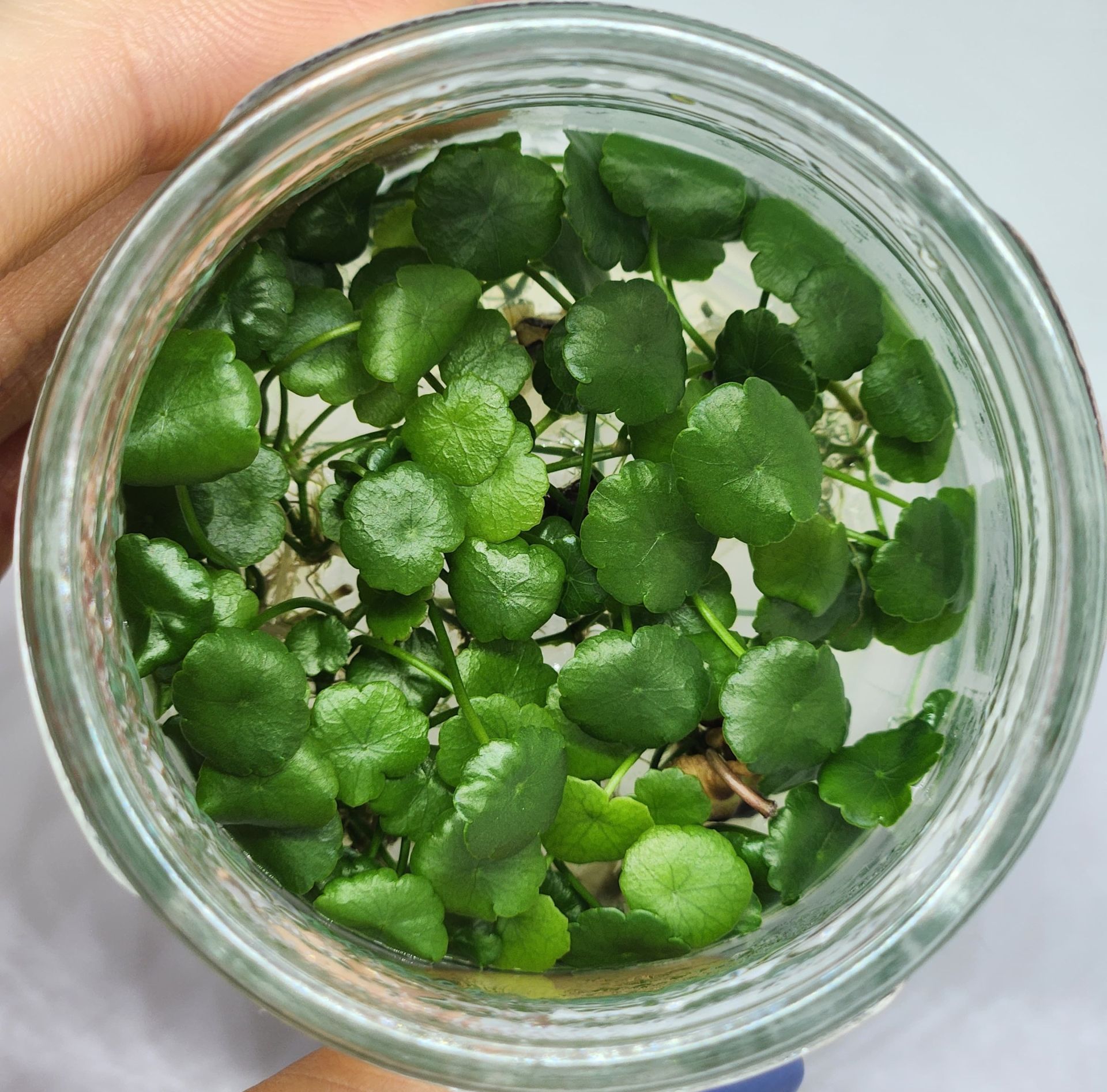 Hydrocotyle compact round IN VITRO JAR (KAVANOZ)