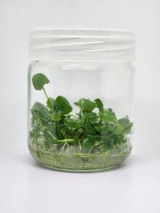 Hydrocotyle compact round IN VITRO JAR (KAVANOZ)