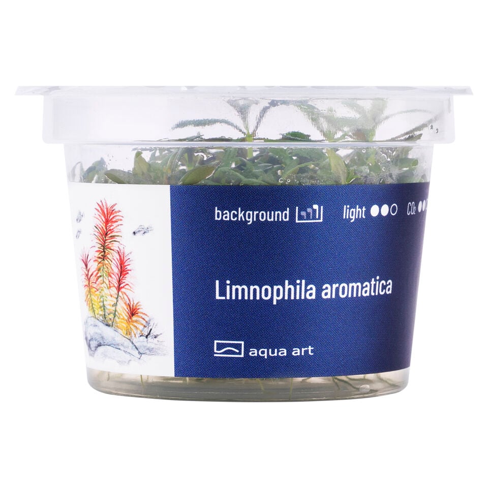 AQUA ART Limnophila aromatica ÖN SİPARİŞ