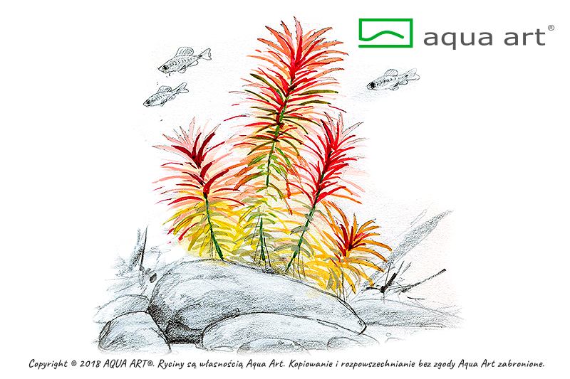 AQUA ART Limnophila aromatica ÖN SİPARİŞ