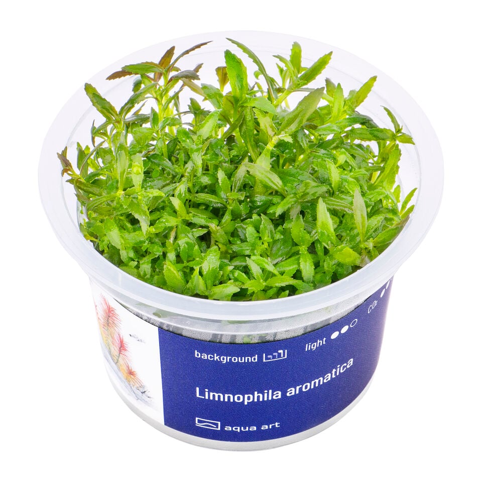 AQUA ART Limnophila aromatica ÖN SİPARİŞ