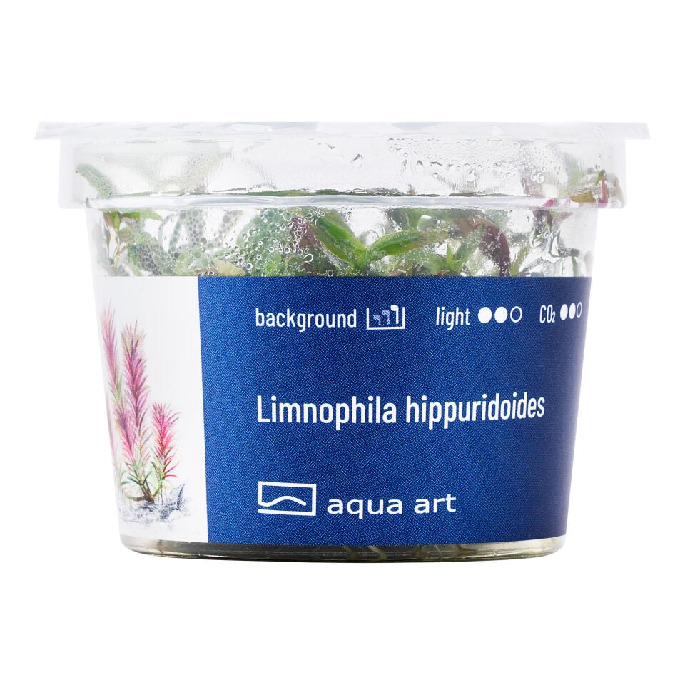 AQUA ART Limnophila hippuridoides ÖN SİPARİŞ