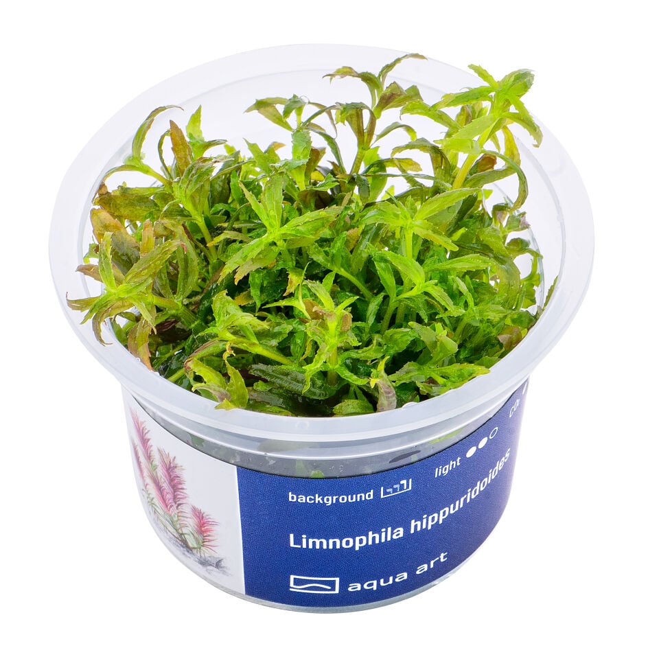 AQUA ART Limnophila hippuridoides ÖN SİPARİŞ