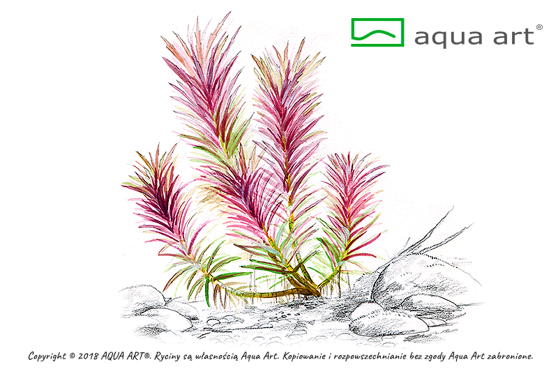 AQUA ART Limnophila hippuridoides ÖN SİPARİŞ