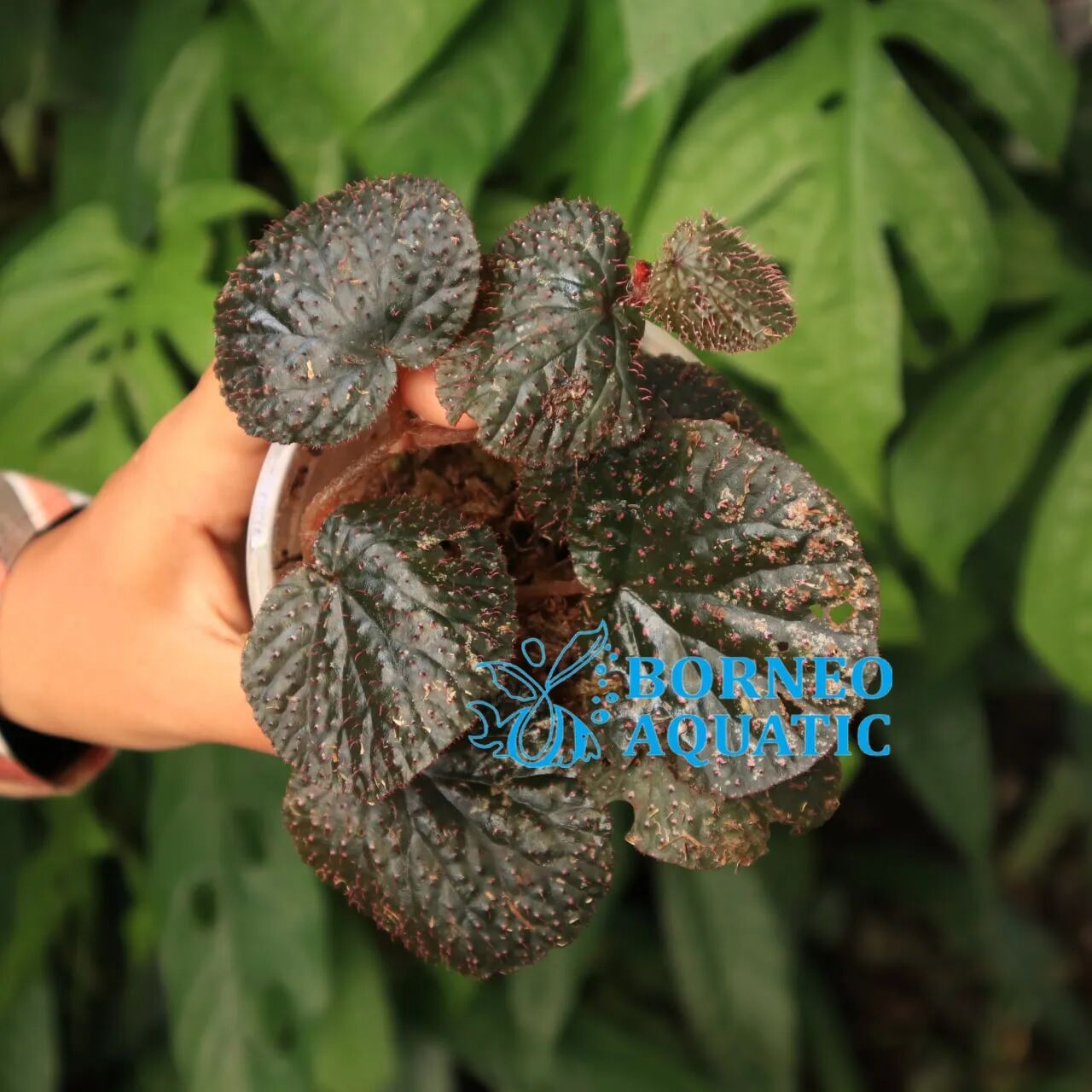 Begonia ocellata Ardi.