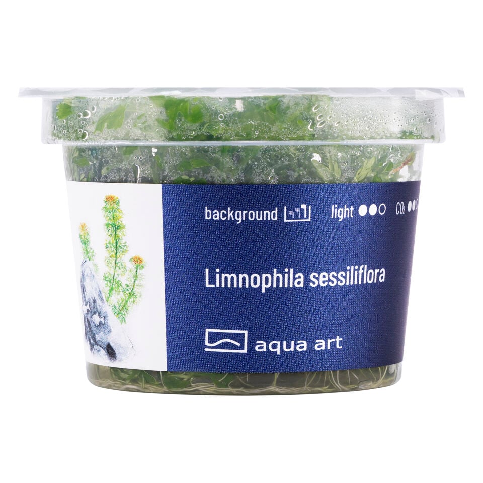 AQUA ART Limnophila sessiliflora ÖN SİPARİŞ