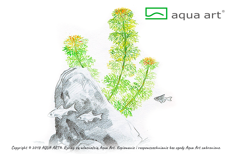 AQUA ART Limnophila sessiliflora ÖN SİPARİŞ
