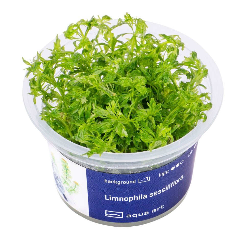 AQUA ART Limnophila sessiliflora ÖN SİPARİŞ