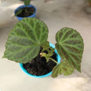 Begonia patar Randi.