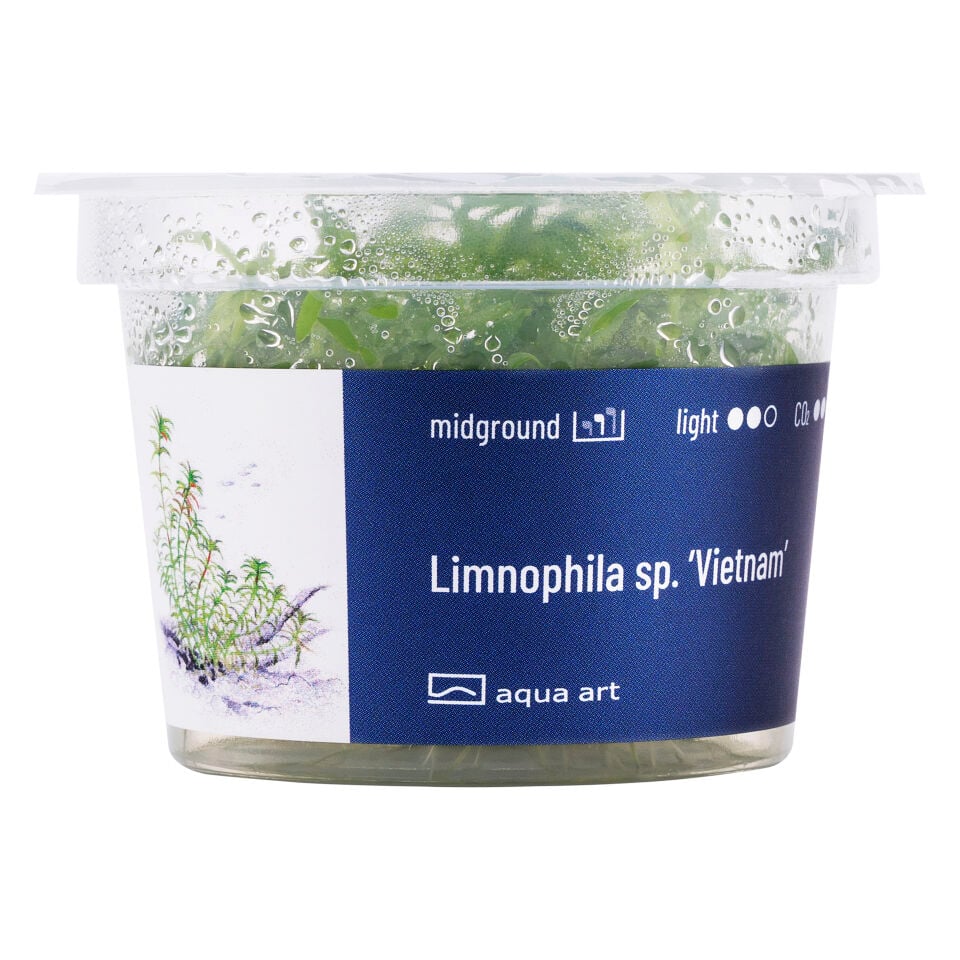 AQUA ART Limnophila Vietnam ÖN SİPARİŞ