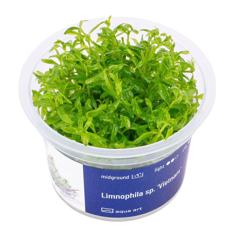 AQUA ART Limnophila Vietnam ÖN SİPARİŞ