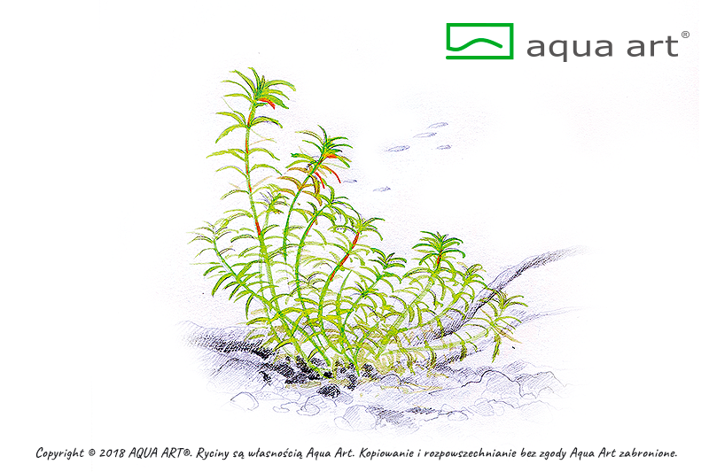 AQUA ART Limnophila Vietnam ÖN SİPARİŞ