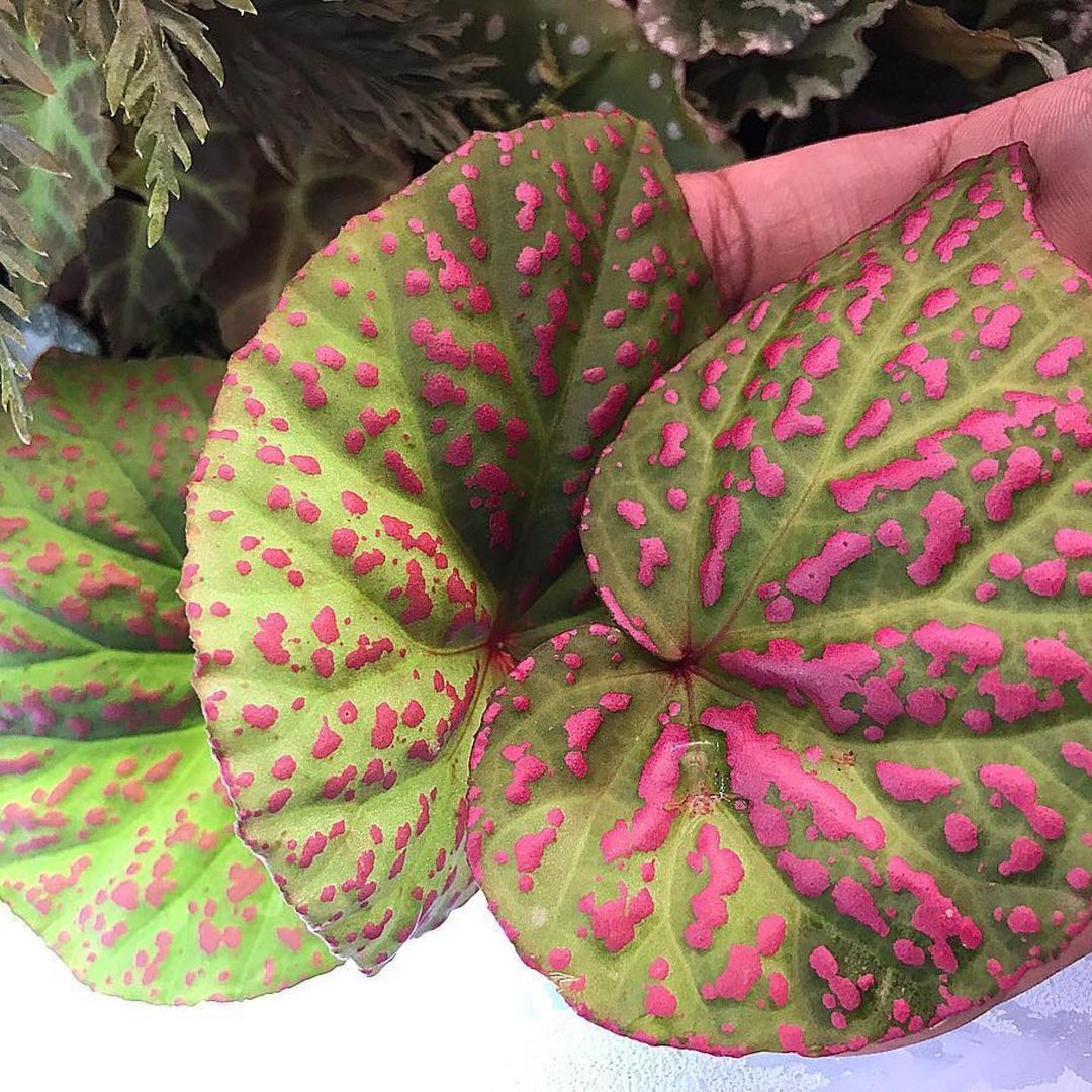 Begonia roseopunctata Kiew.