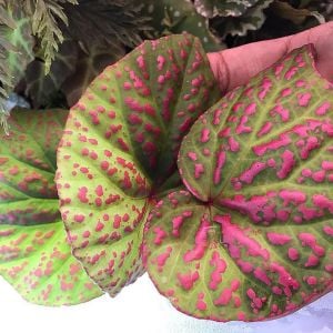 Begonia roseopunctata Kiew.