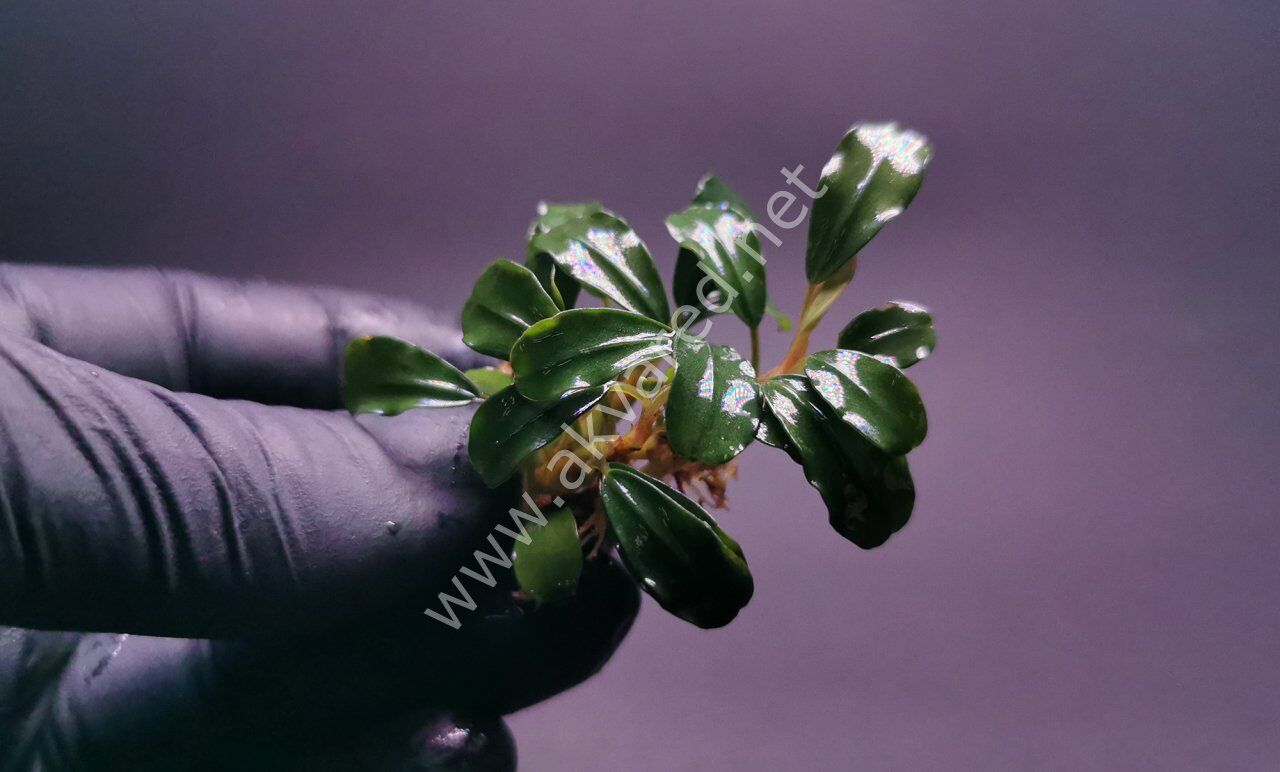 Bucephalandra mini venus 20x30cm - ÖN SİPARİŞ