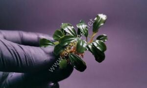 Bucephalandra mini venus 20x30cm - ÖN SİPARİŞ