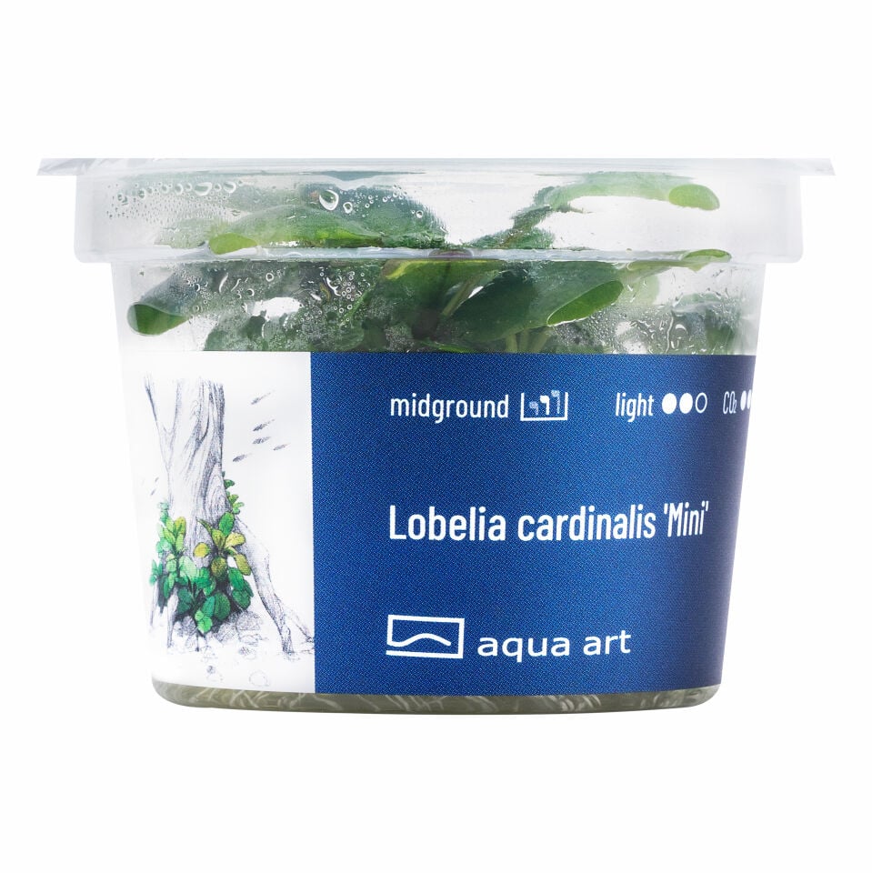 AQUA ART Lobelia cardinalis Mini ÖN SİPARİŞ