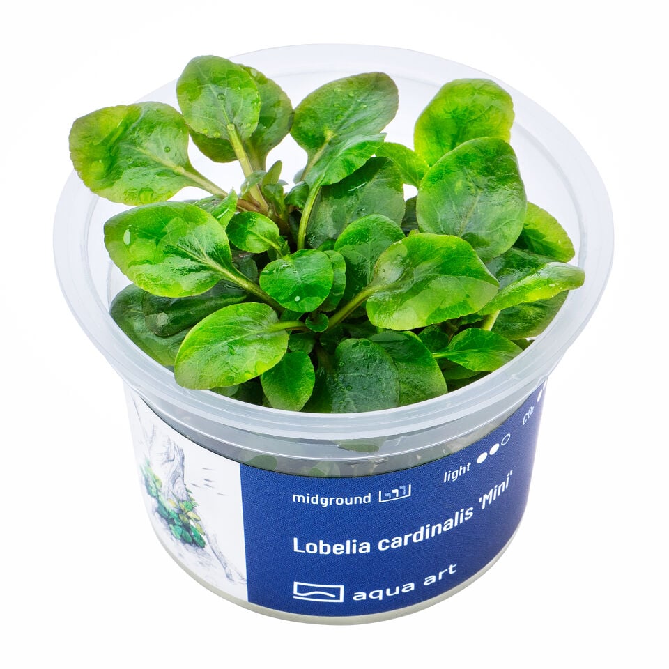 AQUA ART Lobelia cardinalis Mini ÖN SİPARİŞ