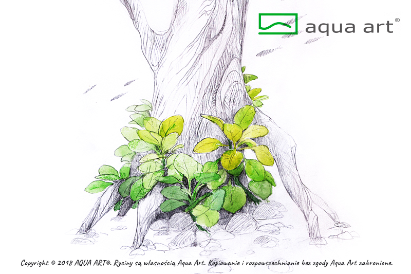 AQUA ART Lobelia cardinalis Mini ÖN SİPARİŞ