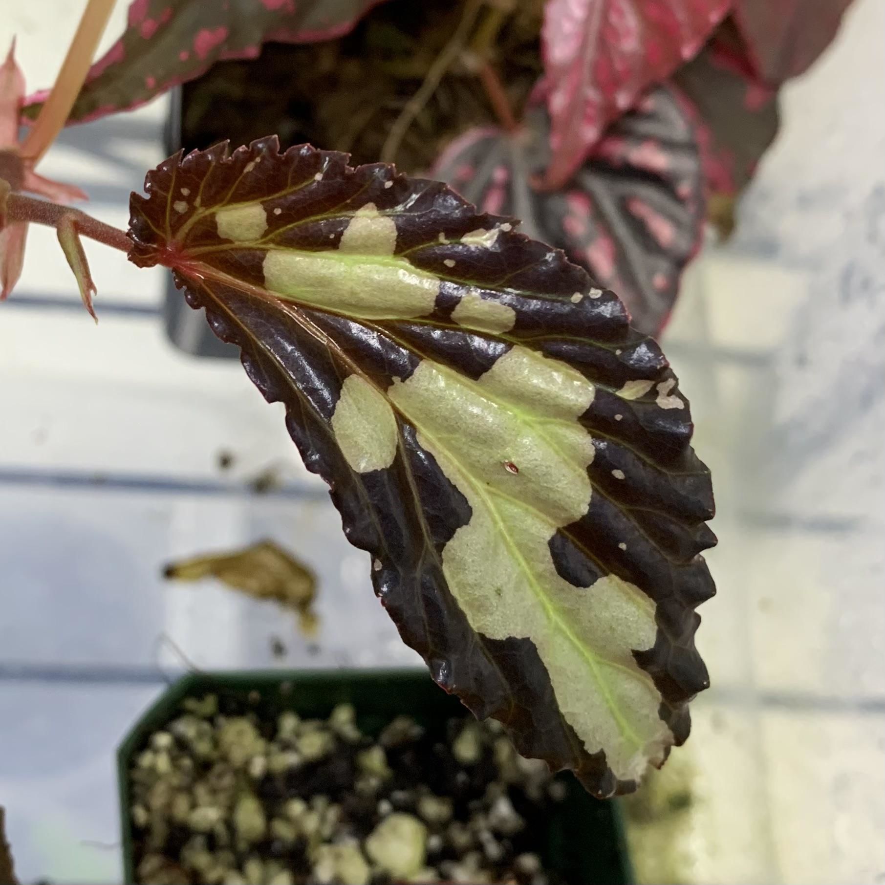 Begonia sp.  Mantuk