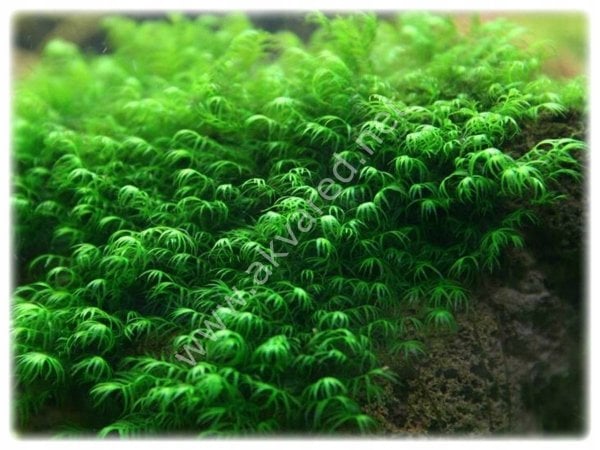 Fissidens fontanus Moss 5 gr. ÖN SİPARİŞ