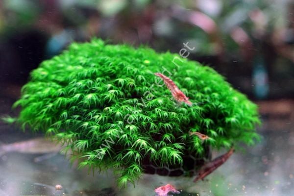 Fissidens fontanus Moss 5 gr. ÖN SİPARİŞ