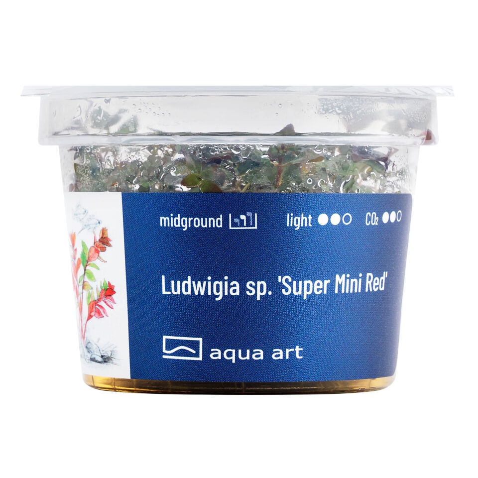 AQUA ART Ludwigia sp. Super Mini Red ÖN SİPARİŞ
