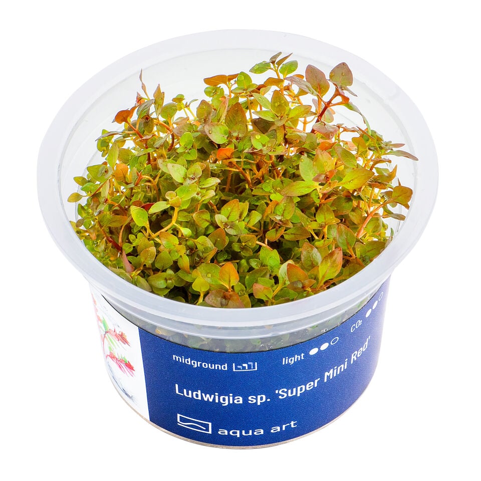 AQUA ART Ludwigia sp. Super Mini Red ÖN SİPARİŞ