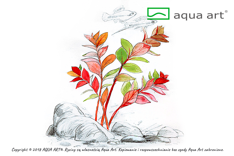 AQUA ART Ludwigia sp. Super Mini Red ÖN SİPARİŞ