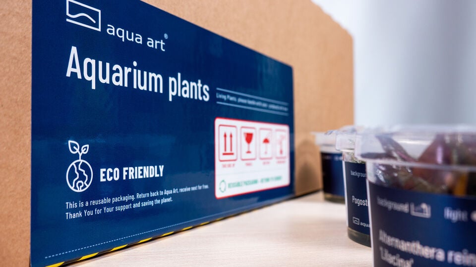 AQUA ART Ludwigia sp. Super Mini Red ÖN SİPARİŞ