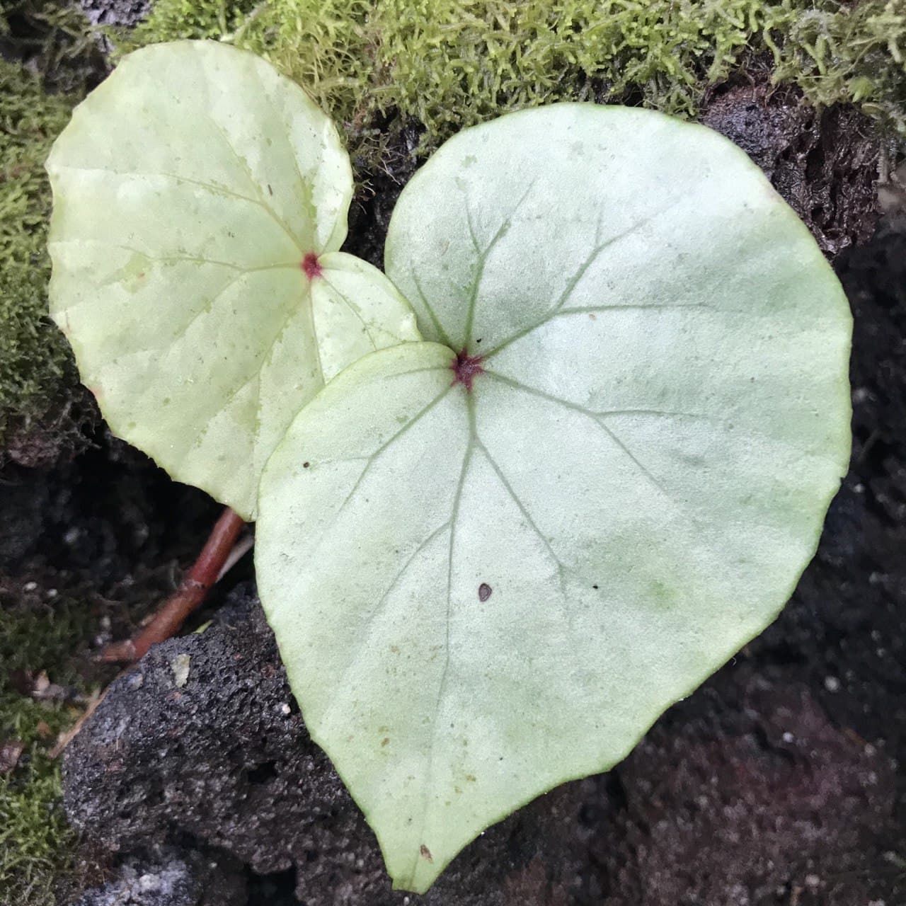 Begonia sp.  Senai
