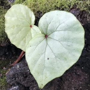 Begonia sp.  Senai
