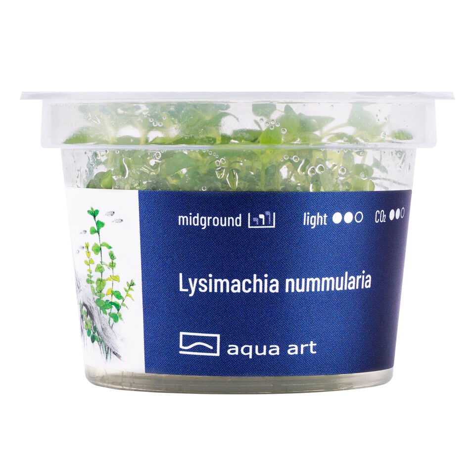 AQUA ART Lysimachia nummularia ÖN SİPARİŞ