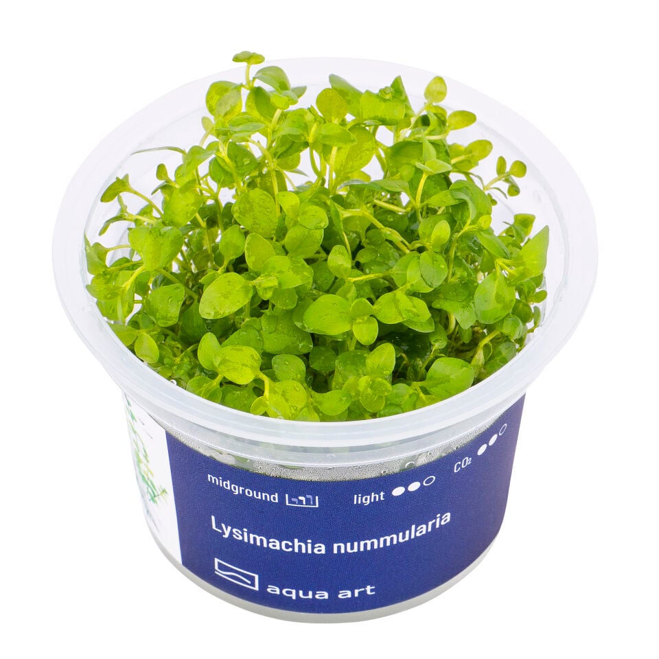 AQUA ART Lysimachia nummularia ÖN SİPARİŞ