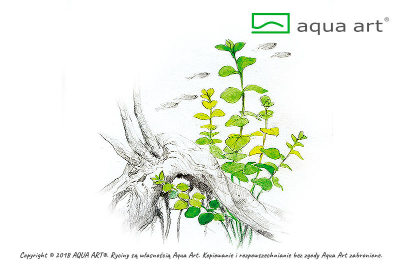 AQUA ART Lysimachia nummularia ÖN SİPARİŞ