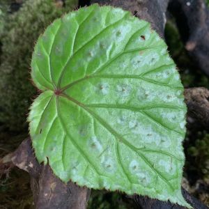 Begonia sp. Atong