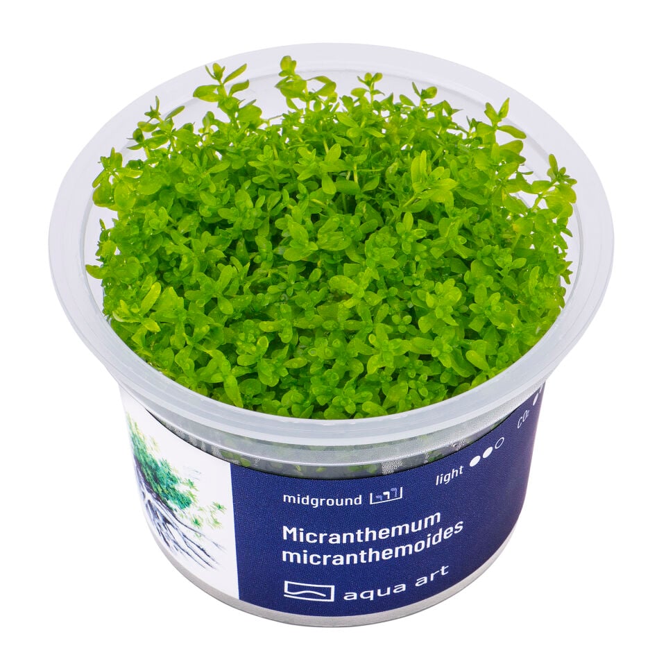 AQUA ART Micranthemum micranthemoides ÖN SİPARİŞ
