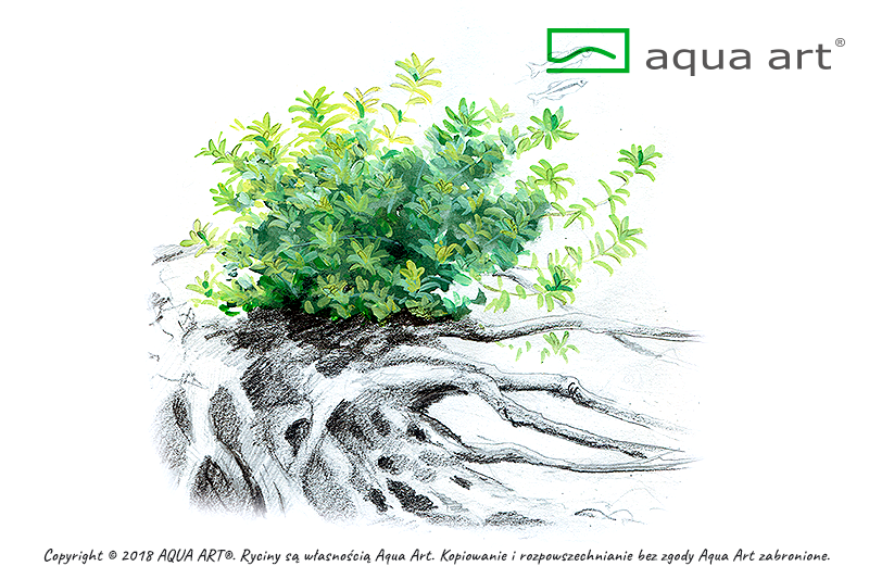 AQUA ART Micranthemum micranthemoides ÖN SİPARİŞ