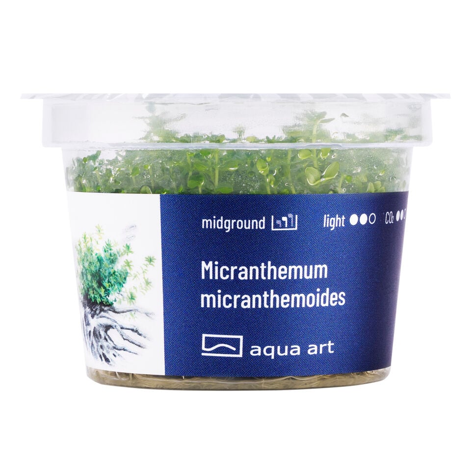 AQUA ART Micranthemum micranthemoides ÖN SİPARİŞ