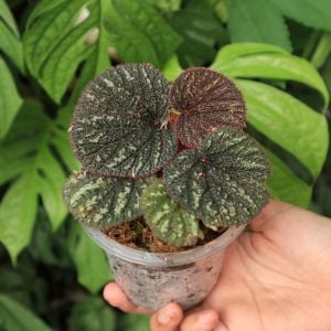 Begonia sp. Baik Corak (ex atakawajenensis)